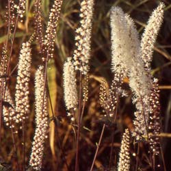 Erva-de-So-Cristvo 'Atropurpurea'